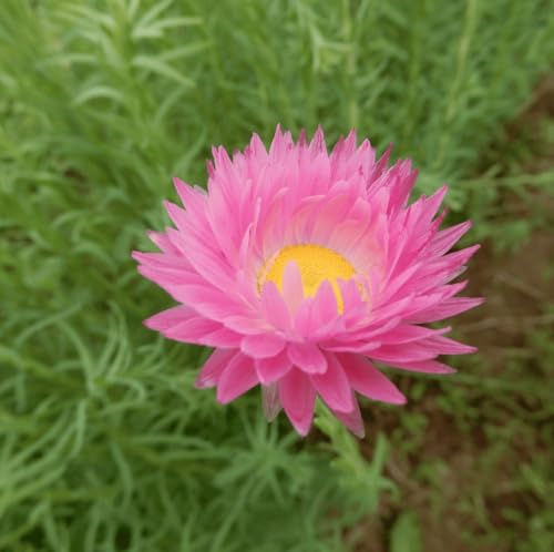 Image of Acroclinium Flower Seeds 50 Plus Mixed Color for Planting Winter Seasonal Everlasting Flower Seeds for Home Garden Balcony Terrace Easy Grow Paper Daisy Blooming Plants Indoor Outdoor(Acroclinium)