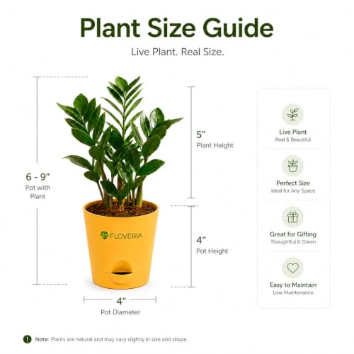 Image of Zamia ZZ Plant Indoor Live Plant with Pot | Low Maintenance Air Purifying House Plant | Indoor Plants for Home & Office | Lucky Green Plant | Decorative Live Plant