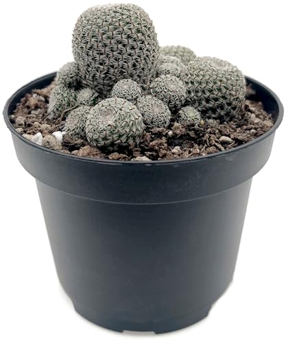 Fangblatt Sulcorebutia heliosa Kaktus im 9 cm Topf