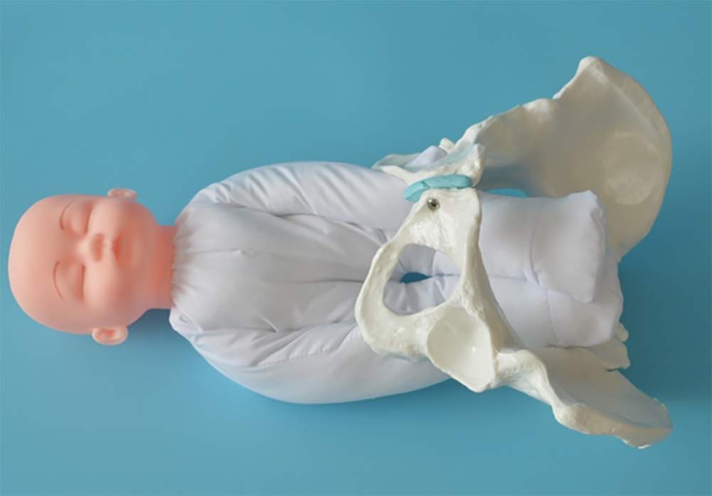 Beckenmodell Medizin Lehrmodell 1: 1 Männliches Be Produktbild-Vorschau 7