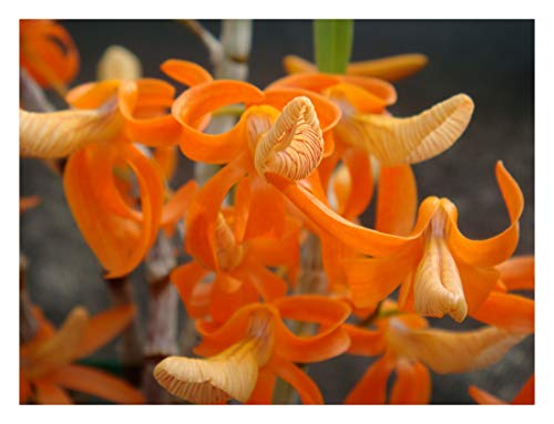 Dendrobium unicum Orchid - Orange Blooms, Easy to Grow, deciduous