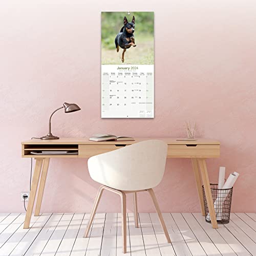 Miniature Pinscher Calendar 2024 - Image 4