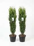 Ilex crenata Fastigiata - Säulen Ilex - 2 Stück - 110-120 cm ...