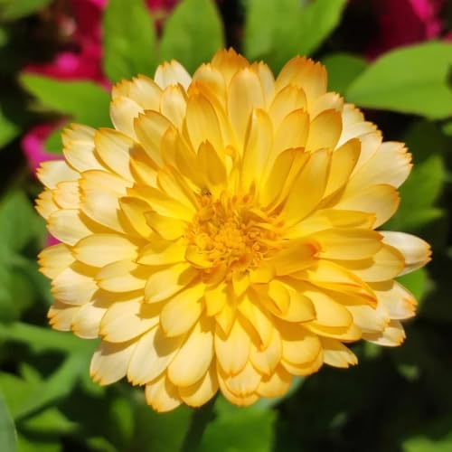 semi di calendula biologici - rare perenni balcone resistente 300pcs
