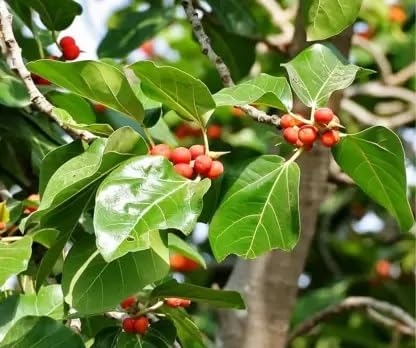 Nature Seeds Premium Bargad Tree Seeds Fresh and Ready to Plant Your Home Garden - Multicolor (Pack of 100 Seeds) (B0CKMS1CLZ) Amazon Price History, Amazon Price Tracker