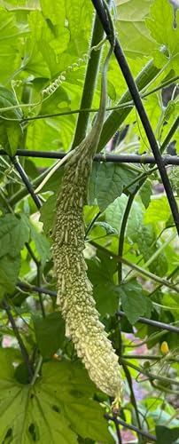 Satsuma Onaga Bitter Melon Momordica charantia Heirloom Premium Seed Packet