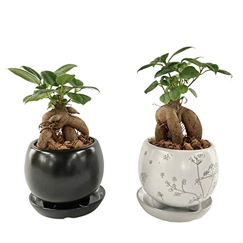 ガジュマル 鉢の人気商品 通販 価格比較 価格 Com