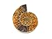 Ammonite Shell Cabochon, Natural Ammonite , Free Form Shape, 36Carat, 31x25x7.5MM SC-4538