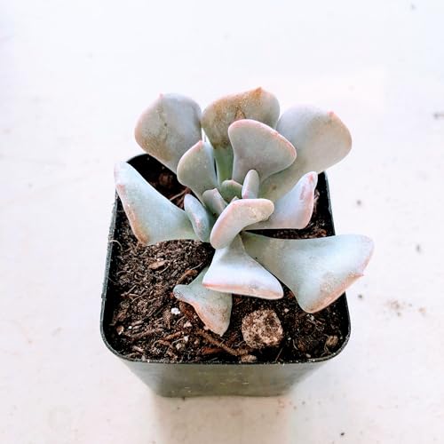 Blissful Echeveria Topsy Turvy 2