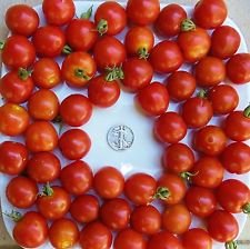 Grande Red Cherry - sementi biologiche Pomodoro - Enorme Cherry - 40 semi