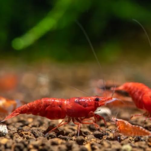 Image of Swimming Creatures Premium Neocaridina Shrimp - Freshwater Aquarium Shrimp (20, Premium FIRE RED)