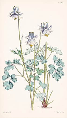 Aquilegia Kanaoriensis. Kanaor Columbine. Tab. 4693 - Himalaya / Pflanze Planzen plant plants / flower flowers Blume Blumen / botanical Botanik botany / aus 