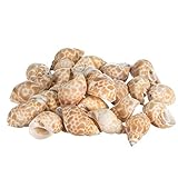 Hermit Crab Shells | Shells for Hermit Crabs | 24 Babylonia Spirata Shells Approx. 1 1/2'- 2 1/4' |...