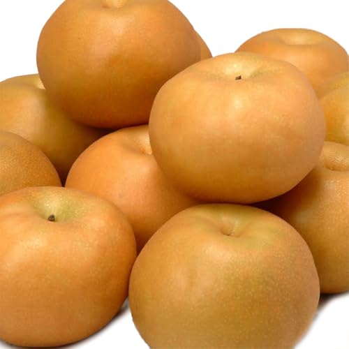 [桐箱入り]梨 約3kg (6〜8玉) [2026年8月上旬発送開始](茨城県共通返礼品:大子町) なし 果物 くだもの フルーツ おまかせ 旬