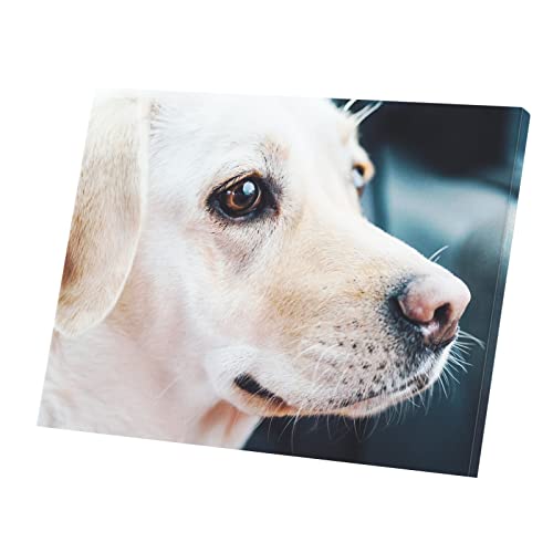 Poster gros plan chien labrador blanc tableau toile murale 80x60 cm