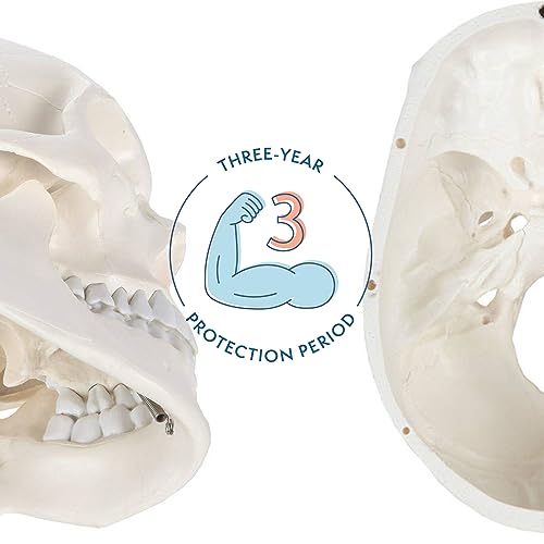 Axis Scientific Human Skull Model for Anatomy Life Size, 3-Part Anatomy Skull Includes Skull Cap with External and Interior Structures, Includes Detailed Product Manual, Skull for Anatomy
