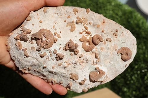 Image of Ammonites & Gastropods Plate Cretaceous Fossils Fossils from Morocco Fossil Rock ammonites Fossil from Morocco A105