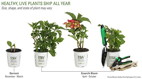 Cityline Paris Bigleaf Hydrangea (Macrophylla) Live Shrub, Pink, Red And Green Flowers, 4.5 In. Quart #TOP2