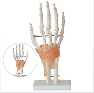 نموذج تعليمي تشريحي لمفصل اليد البشرية مع اربطة للمفصل البشري مقاس 1:1 هيكل عظمي لمفاصل للمدرسة من جي ال دبليو اي ان جيه متعدد الألوان