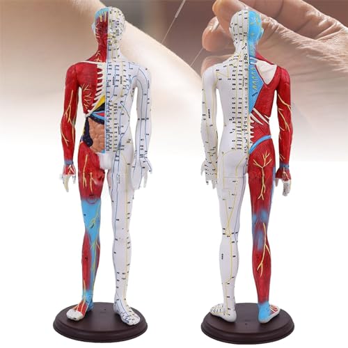 HEAXIY Human Muscle Acupuncture Model, 60cm Male Pressure Point and Meridians, Teaching Tool for Acupuncturists and Other Medical Professionals