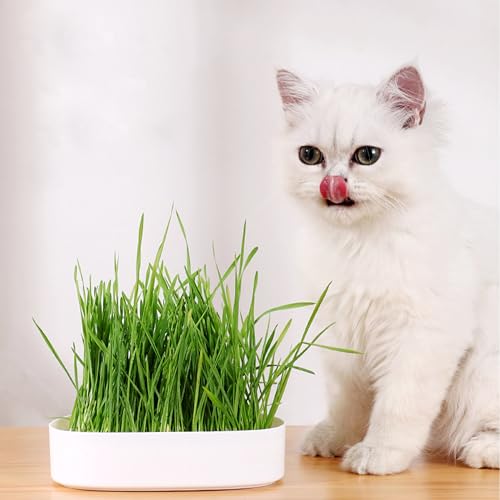 3-Pack Hydroponic Cat Grass Planter Kit - Soil-Free Wheatgrass Growing Trays for Healthy Kittens