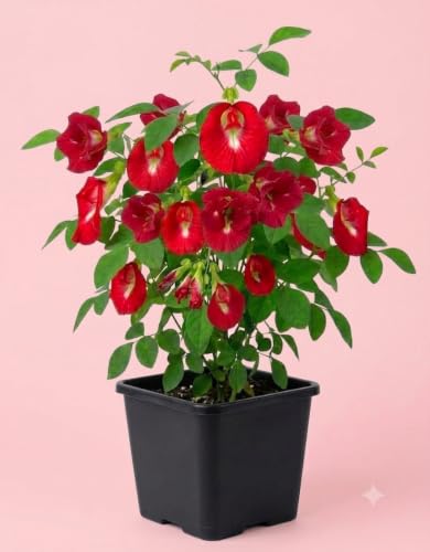 Image of Rare Red Aparajita Live Plant with Pot | Red Butterfly Pea Medicinal Climber for Garden GH
