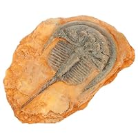 Healvian Insektenfossilien Wissenschaftliche Fossilien Insektenexemplare Fossilien Insekten paläontologisches Insekt Insektenwissenschaft Reptil Probe Mähnenlöwe Dekorationen schmücken Harz