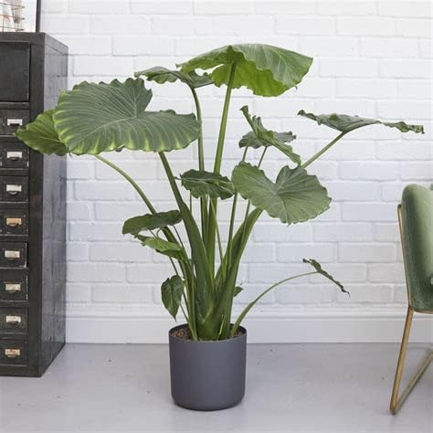 Mphmi Live Plant Nursery NCR Alocasia, Elephant Ear (Green) - Plant (B0C4H2MNX6) Amazon Price History, Amazon Price Tracker