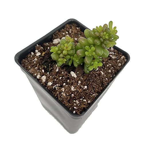 Mini Me Jelly Bean Succulent image