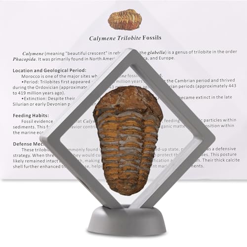 Calymene Trilobite Fossil from Morocco, Real Fossils for Adults, Fossil Enthusiasts, Trilobites Fossils Paleontology Gifts for Men Women, Fossil kit Trilobite Specimen with Display Frame & Fact Sheet