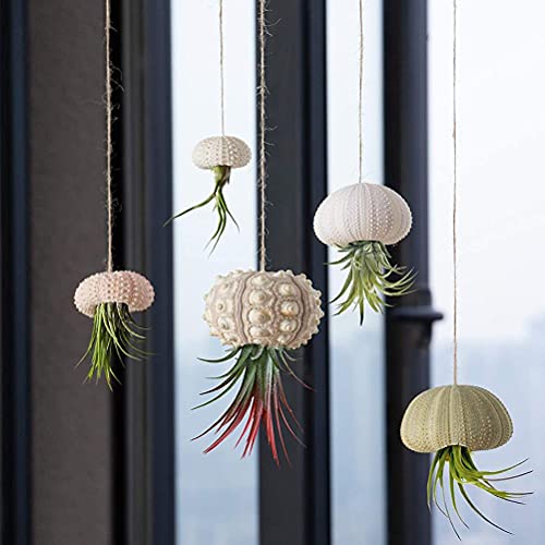 OURSINS DE MER naturels, coquillages oursins