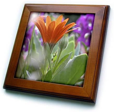 3dRose ft_11840_1 One Orange Gerber Daisy Framed Tile, 8 by 8-Inch