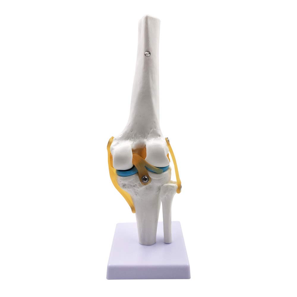 ZCBYBT Knee Joint Simulation Model Knee Joint Ligament Group Model Human Body 1:1 Size Teaching Mold Science Classroom Learning Display