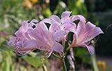 Surprise Lilies (Naked Ladies), Late Summer Blooming Perennial, Pack of 2 Bulbs by The Southern Bulb Company