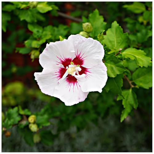 Hibiscus syriacus 'Red Heart' Rose of Sharon, 9cm Pot Flowers 3fatpigs®