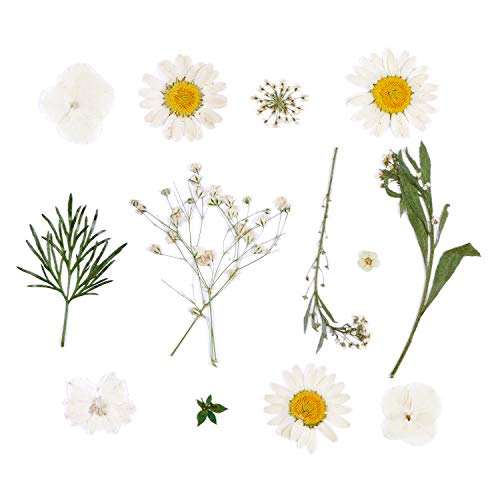 Aunifun Real Dried Pressed Flowers, Nature Dried Flowers Assorted Colorful Daisies for Art Craft DIY Resin Molds (White)