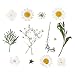 Aunifun Real Dried Pressed Flowers Assorted Colorful Daisies for Art Craft DIY Silicone Coaster Resin Molds