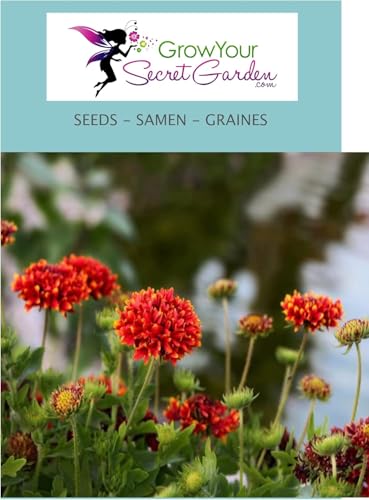 Gaillardia 'Sundance' - Gaillarde - vivace