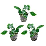 SubstrateSource Anubias Live Aquarium Plants...