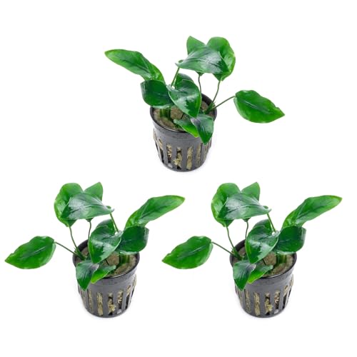 SubstrateSource Anubias Live Aquarium Plants -...