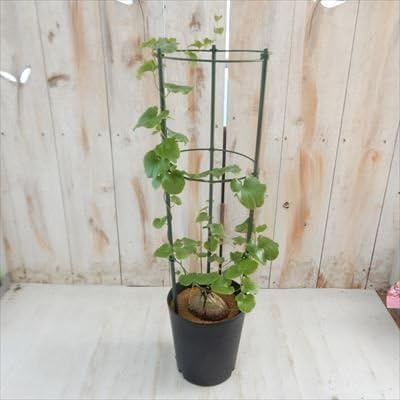 Amazon Ca亀甲竜11 07 ディオスコレア エレファンティペス アフリカ 現品販売 キッコウリュウ 5号鉢 観葉植物 オンライン通販