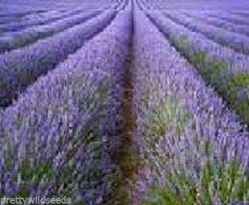 Risala LAVANDUA ANGUSTIFOLIA True ENGISH Lavender Seeds Fragrant HERB 100,000 100g Bulk