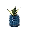 D'vine Dev Ceramic Beaded Stoneware Planter Pot - Flower Pot with Drainage Holes and Saucers, 27-C