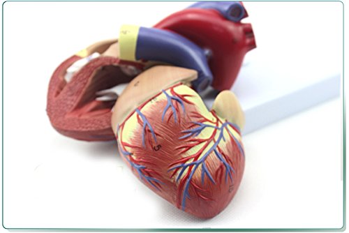 Genuine 1: 1 human heart model B-color ultrasound medical cardiology cardiac anatomy teaching model - Thumbnail 2