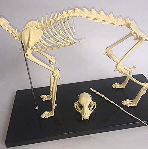 Katze Skeleton Modell 1: Anatomisches Modell Pet Katze Knochen Tier Skelett Probe Anatomie Biest Medizin Bildung Demonstration Werkzeug Tier Skeleton