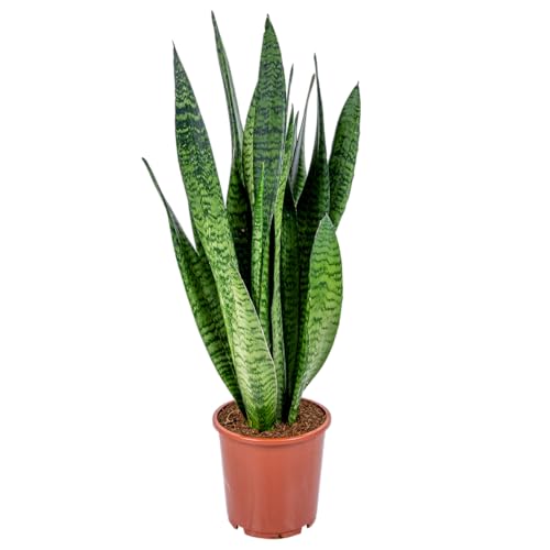 Bloomique - Lot de 2 - Sansevieria Laurentii - Langue de belle-mère - Plantes d’intérieur - Dépolluantes - Très facile d’entretien - Hauteur 50-70 cm - Pot 17 cm