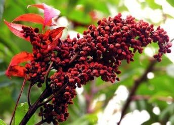 Sumac Berry, Whole - Wildcrafted - Rhus glabra (454g = One Pound) Brand: Herbies Herbs