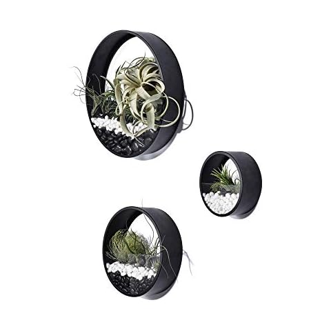 Ecosides Pack of 3 Black Round Wall Hanging Plant Terrarium Air Plant Holder Wall Hanging Container Succulent Plant Pots in Mixed Size Cover