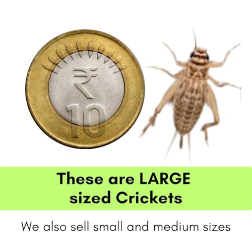 Promeal Live Crickets (Large Size) Feeder Insects for Reptiles, Amphibians, Birds, and Arachnids - High Protein, Nutritious, Natural Exotic Pet Feed (100 Live Crickets)