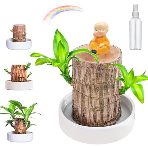 Brazilian Wood Lucky Plant - Potted With Ceramic Tray for Desktop Decoration, Easy Grow/Care (A)